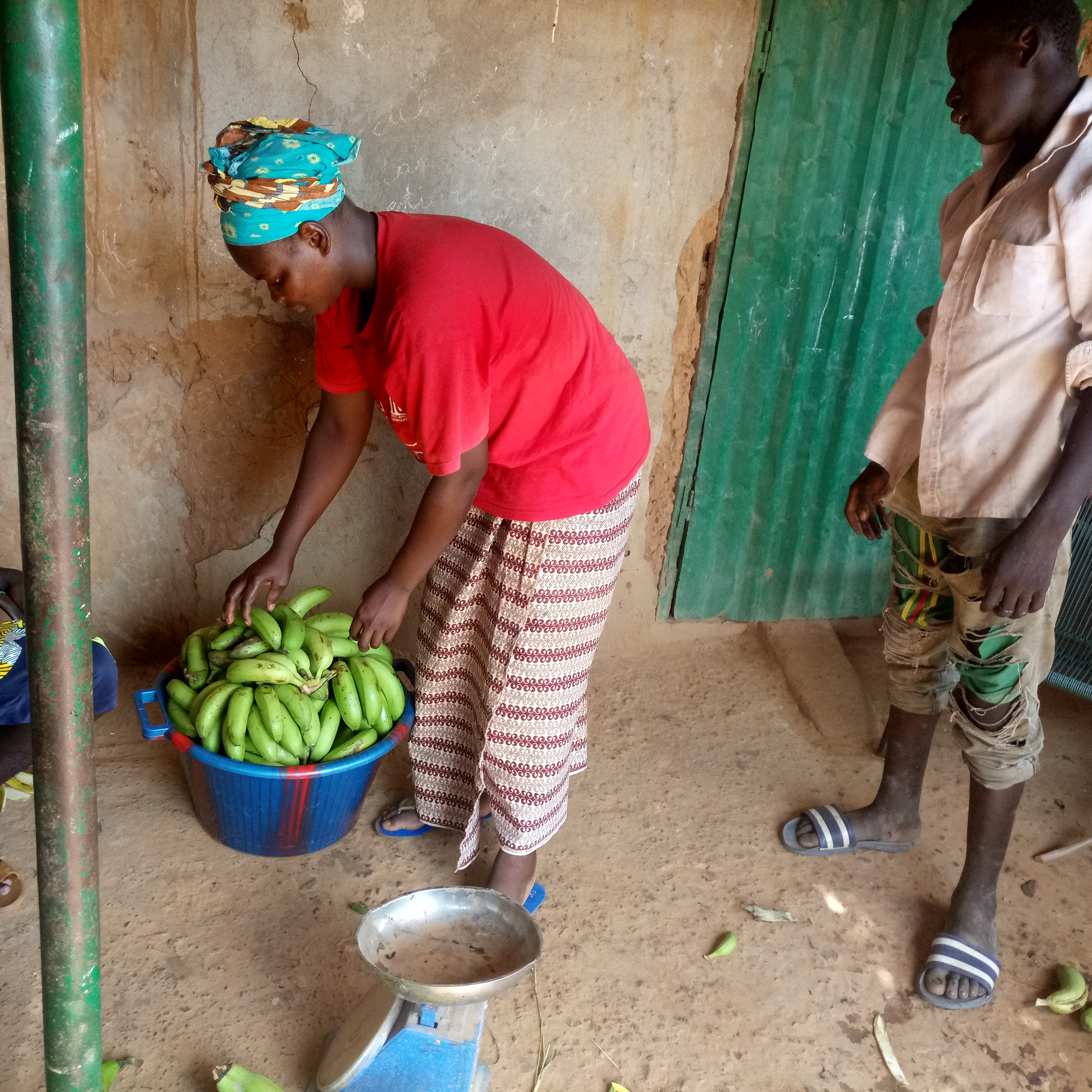 Renforcer la production et la commercialisation de la filière banane en milieu rural